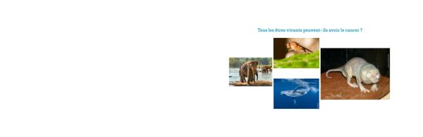 « Tous les êtres vivants peuvent-ils avoir le cancer ? » : une exploration du cancer à travers l’oncologie comparée